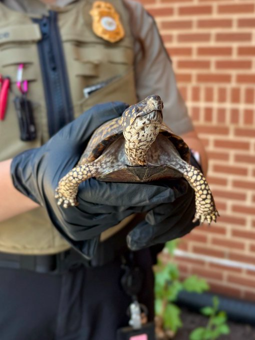 Turtle