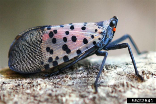 Latternflies